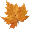 🍁