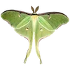 🦋