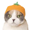 🍊