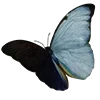 🦋