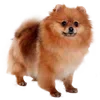 🐶