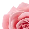 🌹