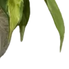🌿