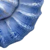 🐚