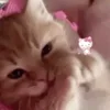 🐱