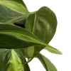🌿