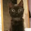🐱
