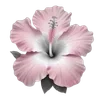 🌺