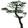 🌳
