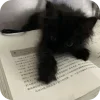 🐱