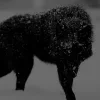 🐺