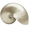 🐚