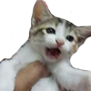 🐱