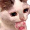 🐱