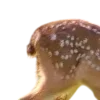 🦌