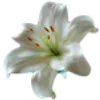 🌸