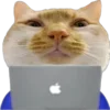 👩‍💻