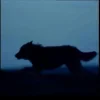 🐺