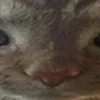 😾