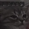 🐱