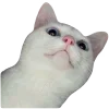 🐱