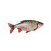 🐟