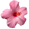 🌷