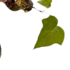 🌿