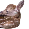 🦌