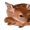 🦌