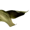 🌿