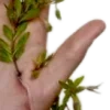 🌿