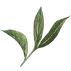 🌿