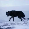 🐺