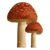 🍄