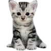 🐱