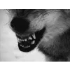 🐺