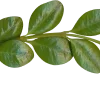 🌿