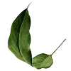 🌿