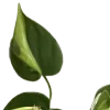 🌿