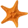 🌟