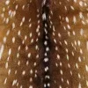 🦌
