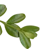 🌿