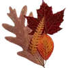 🍁