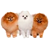 🐶