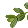 🌿