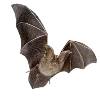 🦇
