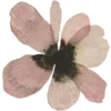 🌸