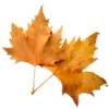 🍁