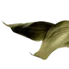 🌿